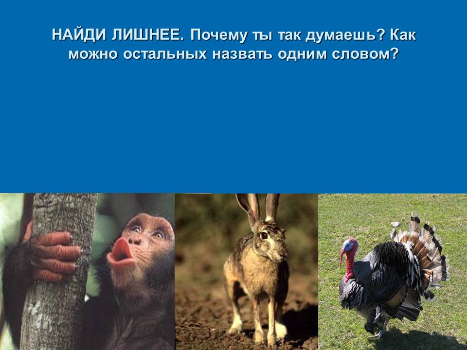 Какой рисунок лишний и почему. Четвертый лишний. Зачем ты лишнее. Что лишнее картинки. Зачем ты лишнее.