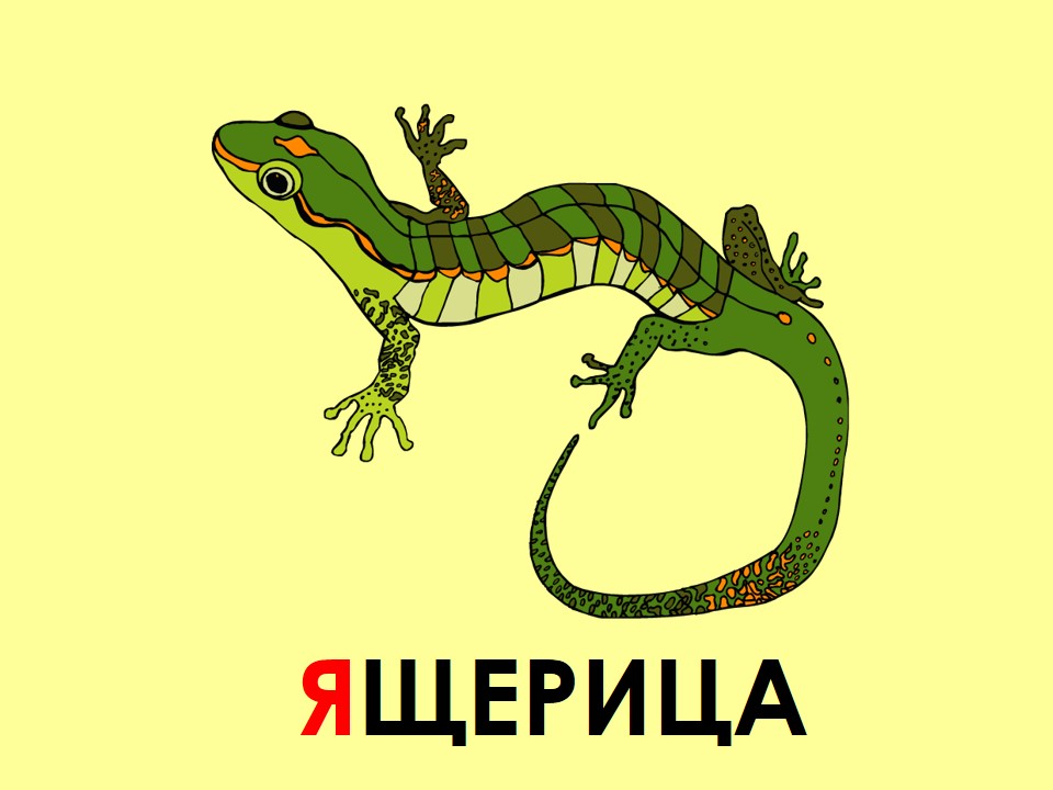 Звуковая схема слова ящерица